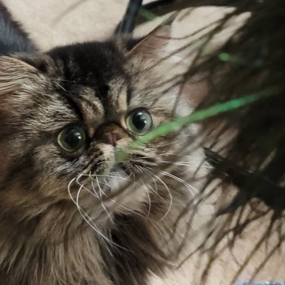 Cat Toy Wand Wispy Feather Bouncer New w/ Tag! - Picture 4 of 4